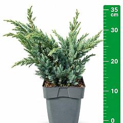 Juniperus squamata 'Meyeri'