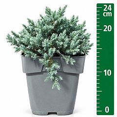 Juniperus squamata 'Tropical Blue'
