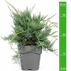 Juniperus virg. 'Grey Owl'