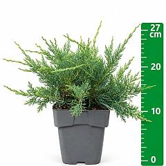 Juniperus virg. 'Grey Owl'