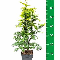 Metasequoia gl. 'Amber Glow'