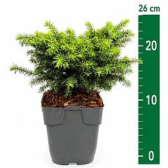Picea abies 'Little Gem'