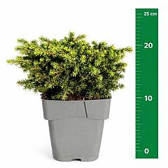 Picea abies 'Little Gem'