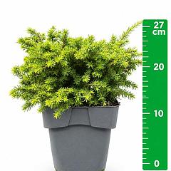 Picea abies 'Little Gem'