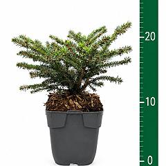 Picea abies 'Nidiformis'