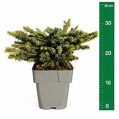 Picea abies 'Nidiformis'