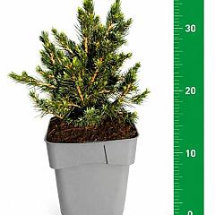 Picea abies 'Tompa'