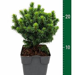 Picea glauca 'Alberta Globe'