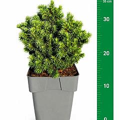 Picea glauca 'Alberta Globe'