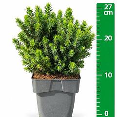 Picea glauca 'Alberta Globe'