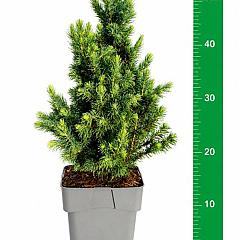 Picea glauca 'Daisy's White'