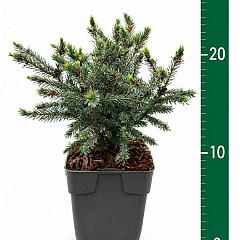 Picea glauca 'Echiniformis'