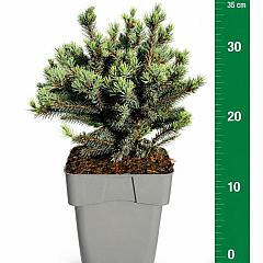 Picea glauca 'Echiniformis'