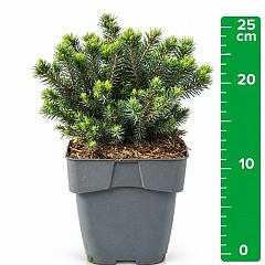Picea glauca 'Echiniformis'
