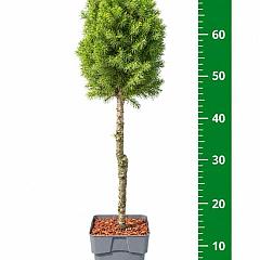 Picea glauca 'Perfecta'