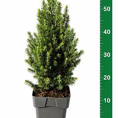 Picea glauca 'Perfecta'