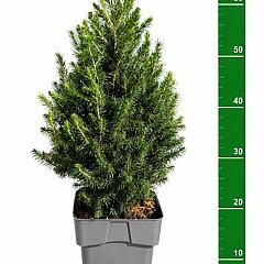 Picea glauca 'Perfecta'