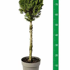 Picea glauca 'Perfecta'