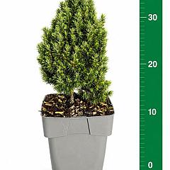 Picea glauca 'Piccolo'
