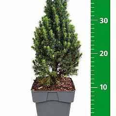 Picea glauca 'Piccolo'