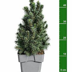 Picea glauca 'Sander's Blue'