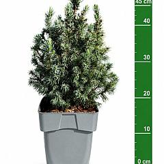 Picea glauca 'Sun of the Sky' PBR