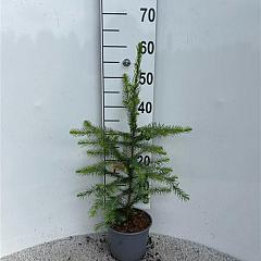 Picea omorika