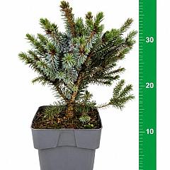 Picea omorika 'Nana'