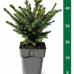 Picea omorika 'Nana'