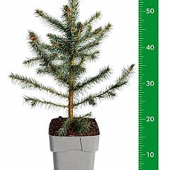 Picea pungens 'Glauca'