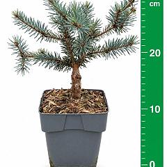 Picea pungens 'Karpaten'