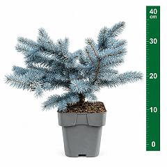 Picea pungens 'Karpaten'