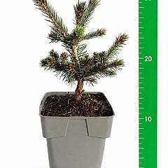 Picea pungens 'Lucky Strike'