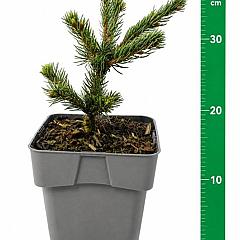 Picea pungens 'Lucky Strike'