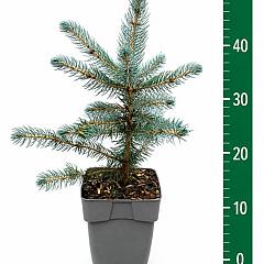 Picea pungens 'Super Blue'