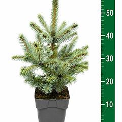 Picea pungens 'Super Blue'