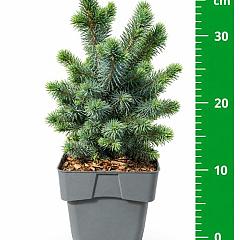 Picea sitchensis 'Tenas'