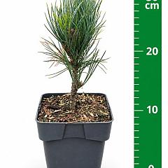 Pinus cembra 'Glauca'