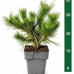 Pinus densiflora 'Jane Kluis'