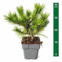 Pinus densiflora 'Low Glow'
