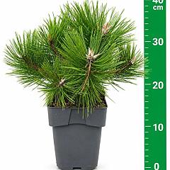 Pinus densiflora 'Low Glow'