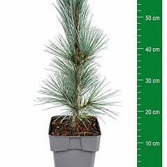Pinus flexilis 'Vanderwolf's Pyramid'
