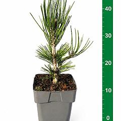 Pinus heldreichii 'Compact Gem'