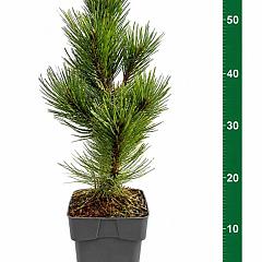 Pinus heldreichii 'Compact Gem'