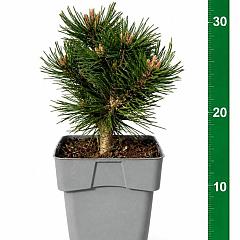 Pinus mugo 'Allgäu'