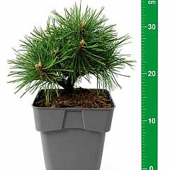 Pinus mugo 'Benjamin'