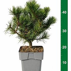 Pinus mugo 'Carsten'