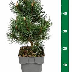Pinus mugo 'Columbo'