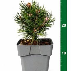 Pinus mugo 'Heideperle'