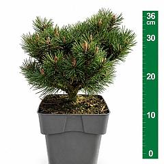 Pinus mugo 'Heideperle'